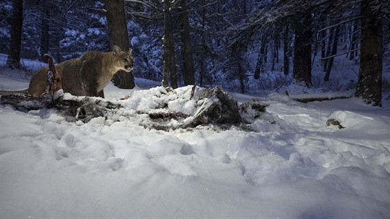 Tracking Notes: The Secret World of Mountain Lions