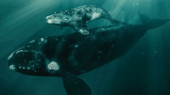 Last of the Right Whales