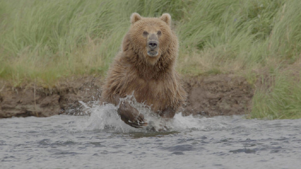 The Giant Bears of Alaska