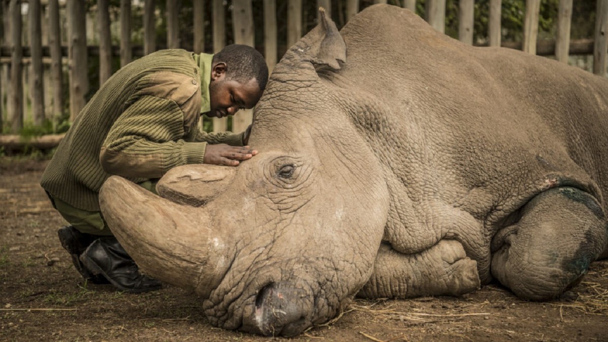 Remembering Sudan: The Last Male Northern White Rhino  – SOLD OUT!