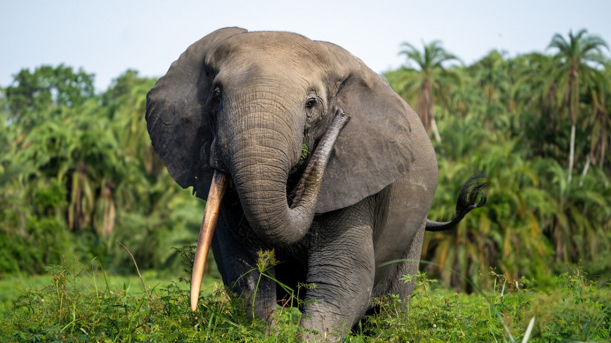 Secrets of the Elephants: Desert & Rainforest