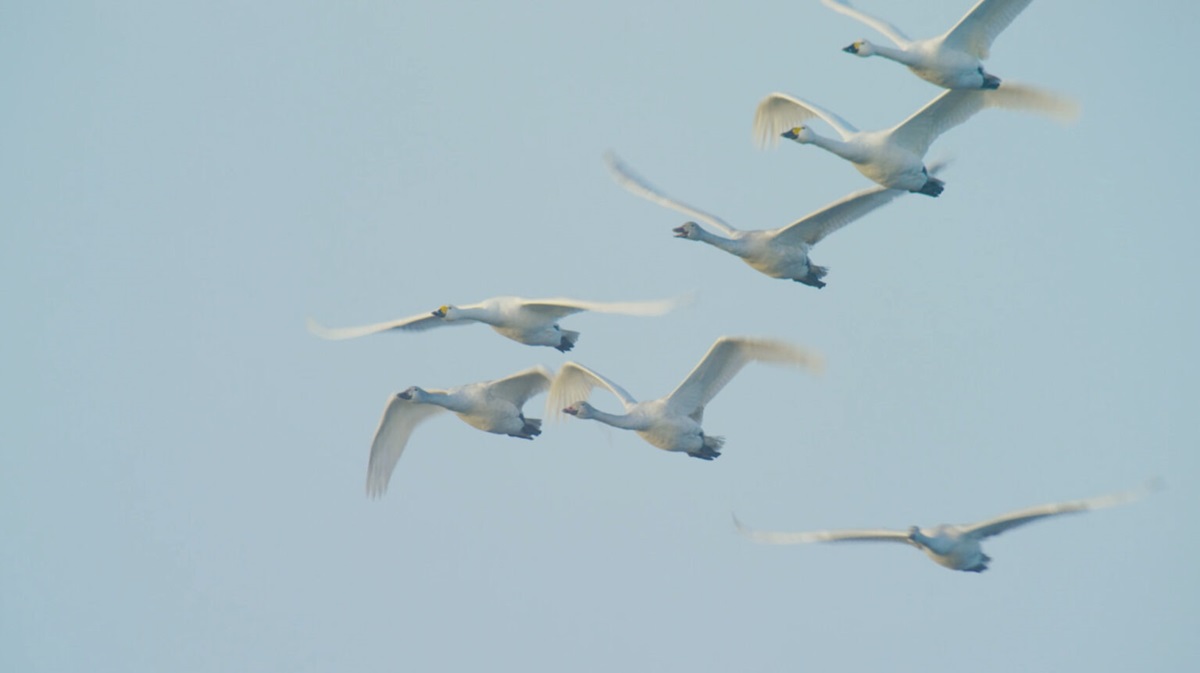Flight of the Swans