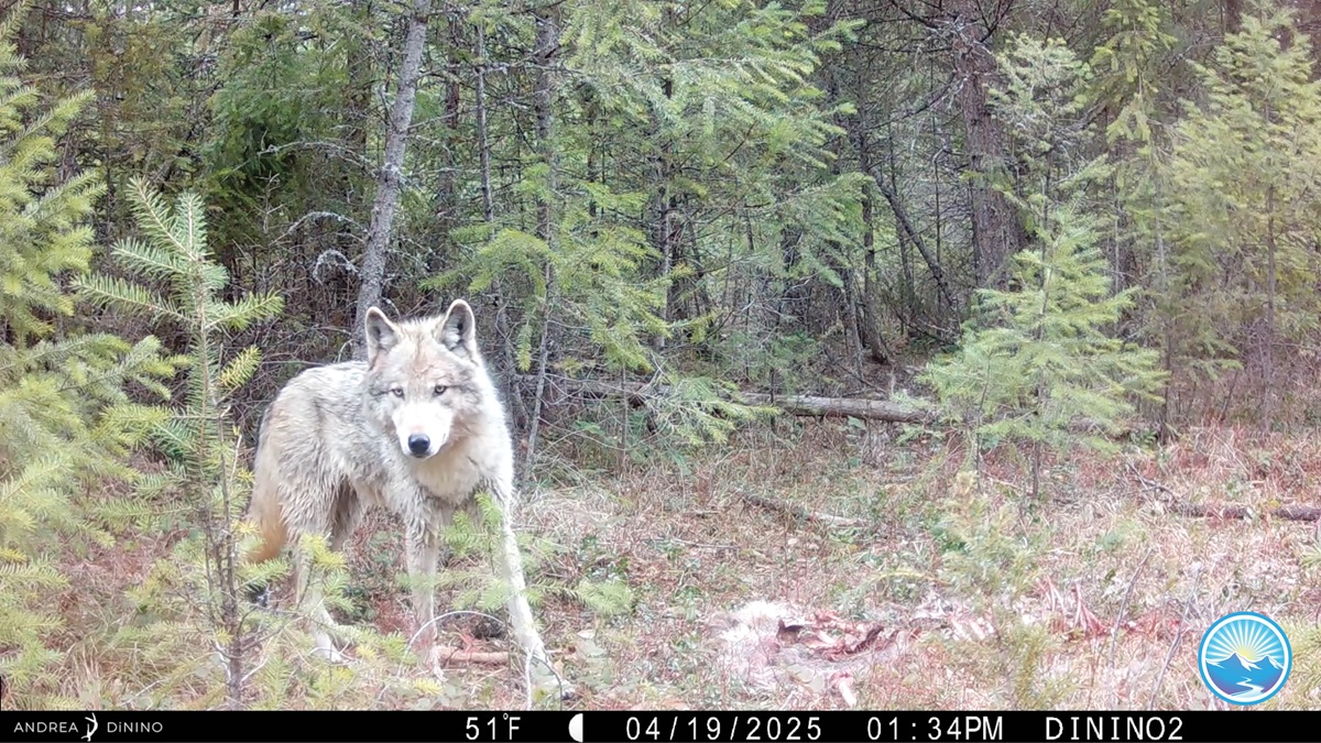 Where the Wild Things Are: Trail Camera Footage