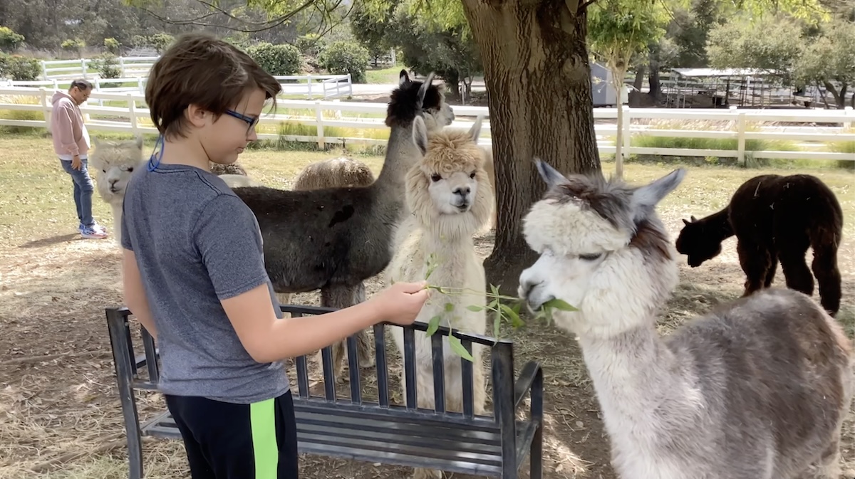 Student Showcase: Alpacas! + The Pack: Wolves of the Sierra Valley