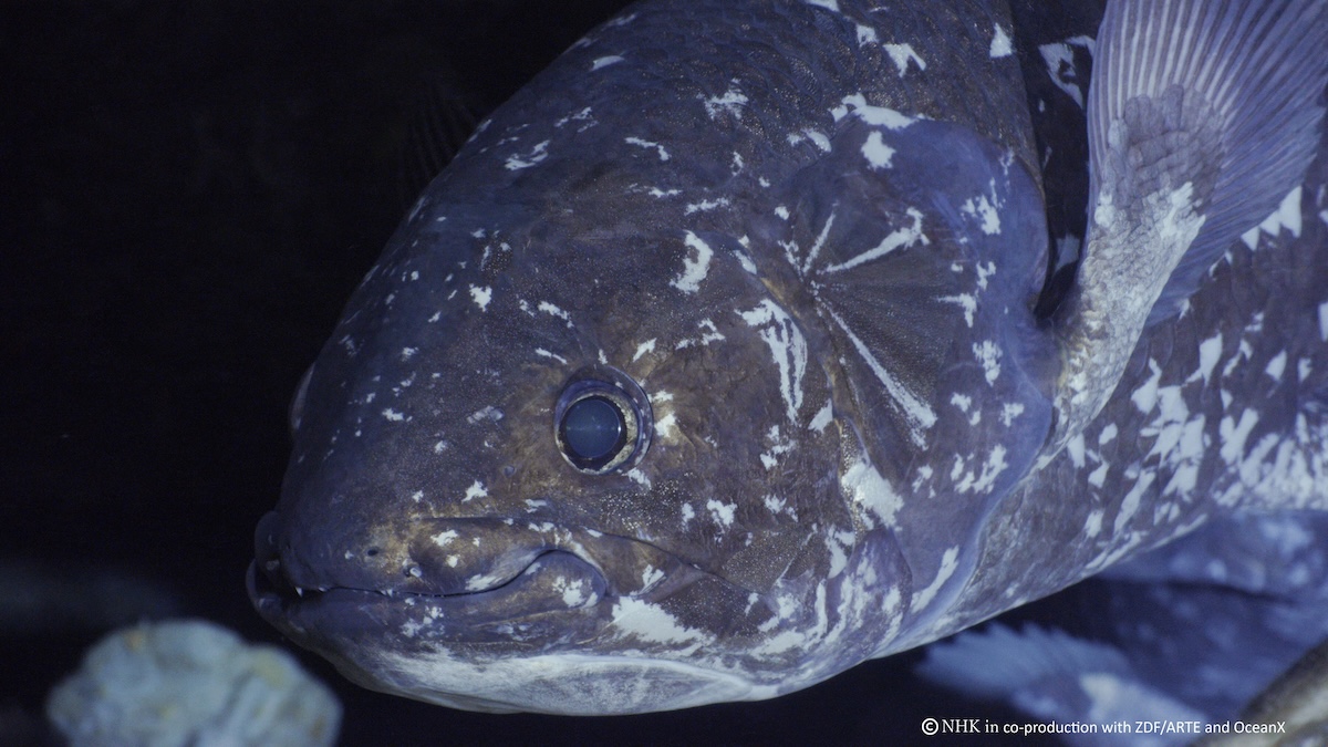 Deep Ocean: Kingdom of the Coelacanth + Dinosaur Fish