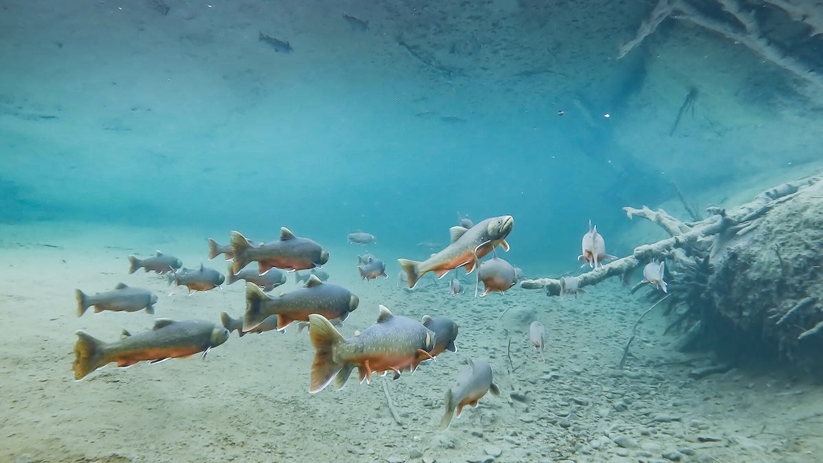 The Kingdom of Fish, Episode 1 + What the River Knows