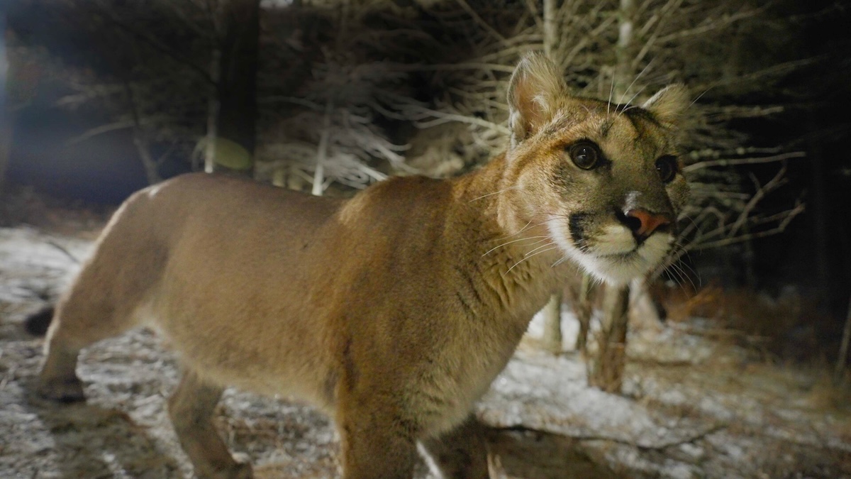 Heart of a Lion