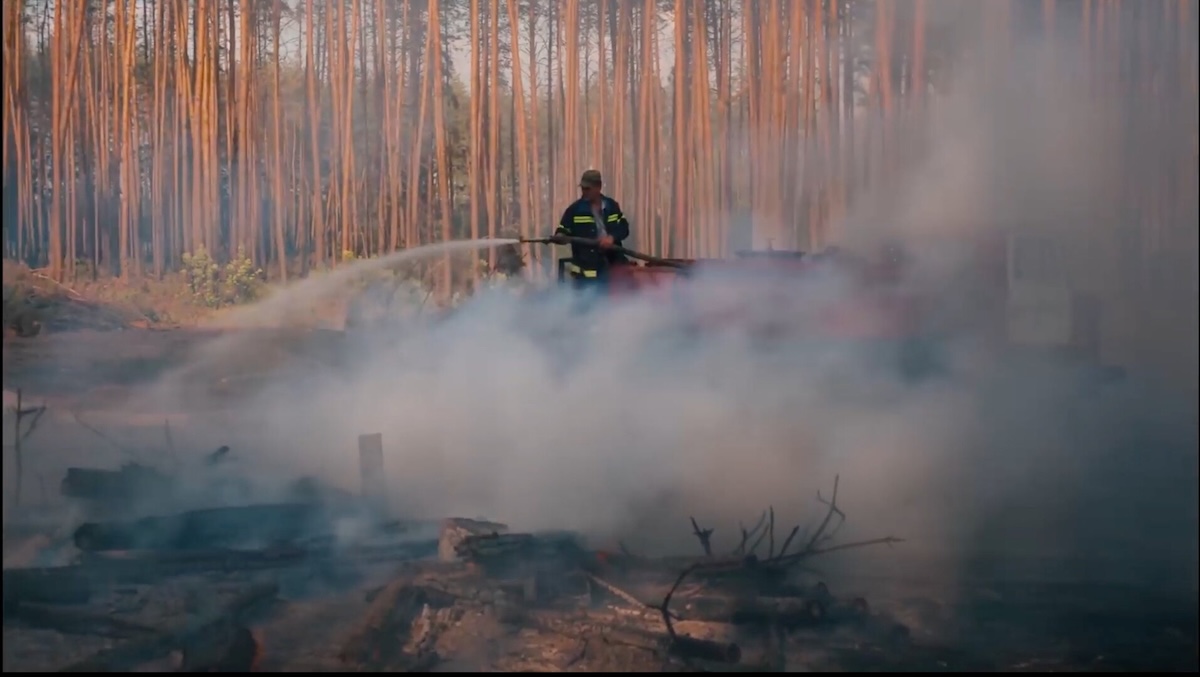 No Shade in the Forest