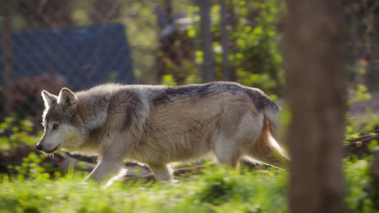 Shorts Block 4 – Echoes of Nature