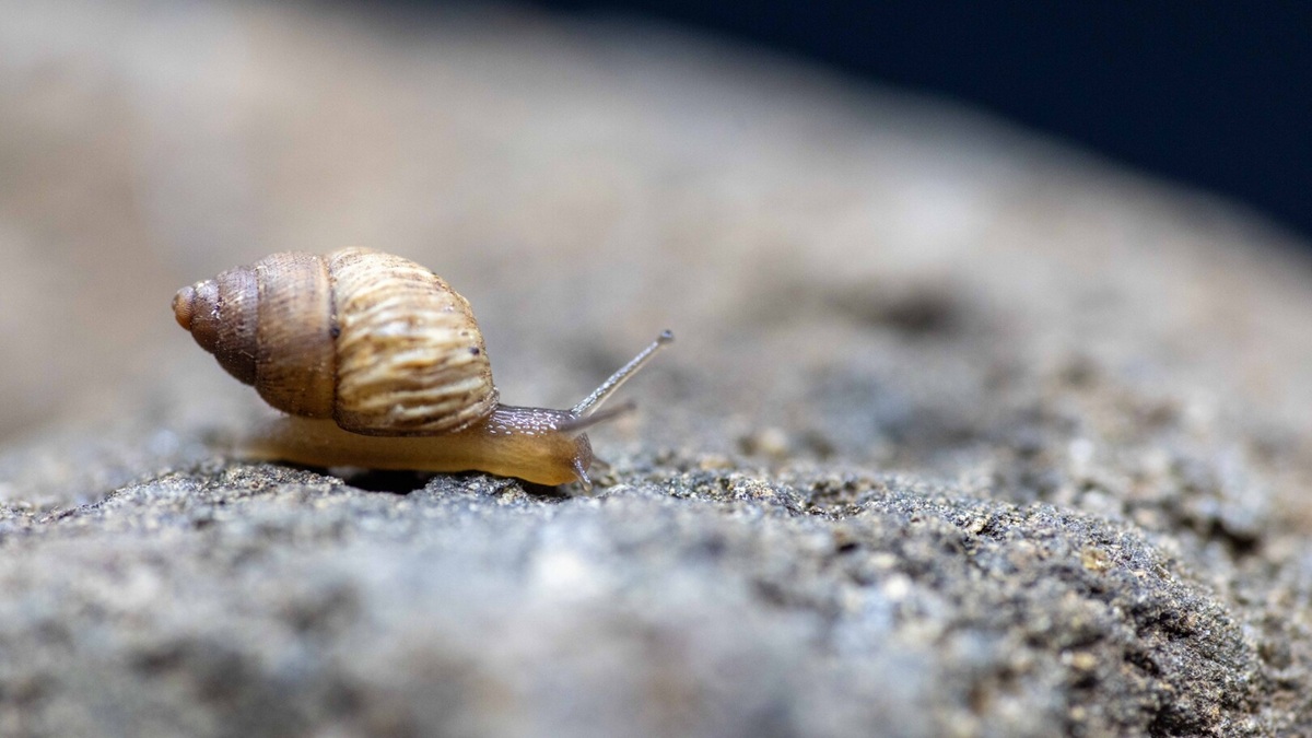 Snail Hunters + Speaking Eep!