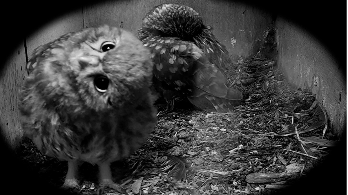 Shorts Block 3 – Wild Frequencies