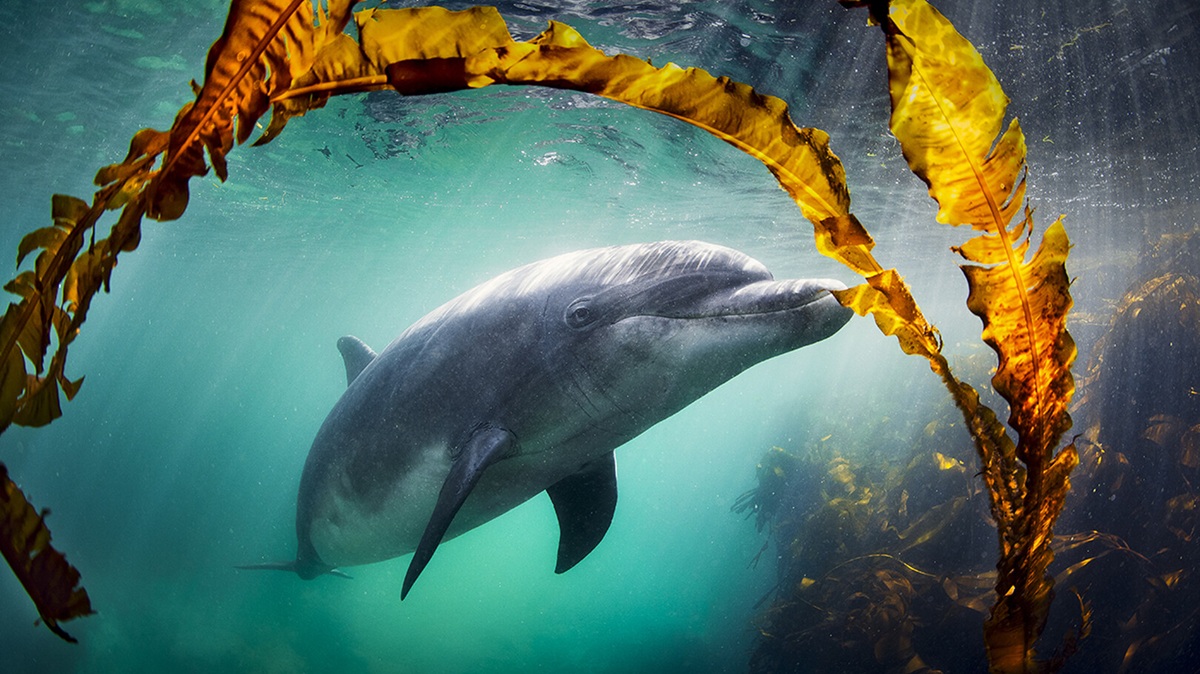 Why We Love Dolphins